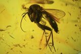 Detailed Fossil Fly (Diptera) In Baltic Amber #81728-2